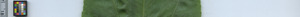 leafstrip