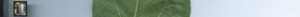 leafstrip