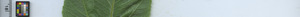 leafstrip