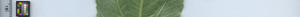 leafstrip