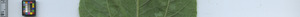 leafstrip