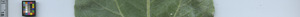 leafstrip