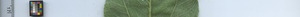 leafstrip