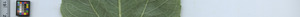 leafstrip