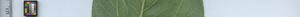 leafstrip