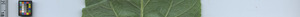 leafstrip