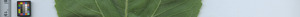 leafstrip