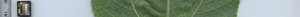 leafstrip