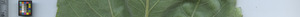 leafstrip