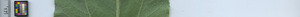 leafstrip