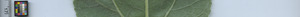 leafstrip