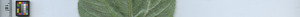leafstrip