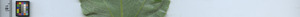 leafstrip