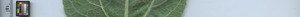 leafstrip