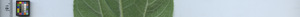 leafstrip