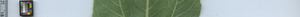 leafstrip