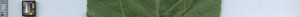 leafstrip