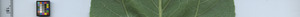 leafstrip