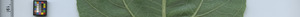 leafstrip