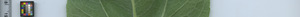 leafstrip