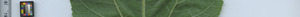 leafstrip
