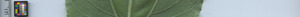 leafstrip