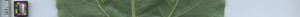 leafstrip