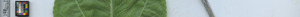 leafstrip