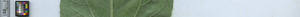 leafstrip
