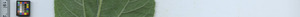leafstrip