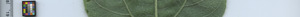 leafstrip