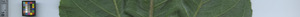 leafstrip