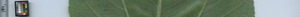 leafstrip
