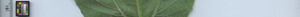 leafstrip