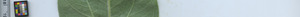 leafstrip