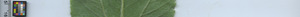 leafstrip
