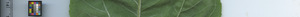 leafstrip