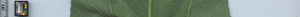 leafstrip