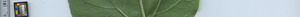 leafstrip