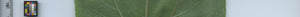 leafstrip