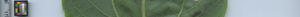leafstrip