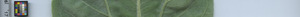 leafstrip