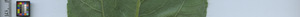 leafstrip