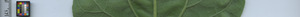 leafstrip
