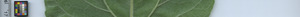 leafstrip