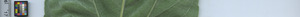 leafstrip