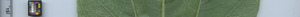 leafstrip