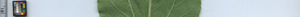 leafstrip
