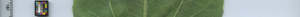 leafstrip