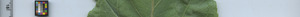 leafstrip